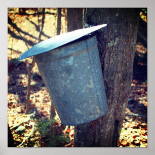 Maple Syrup Sugar Sap Bucket On Tree Poster