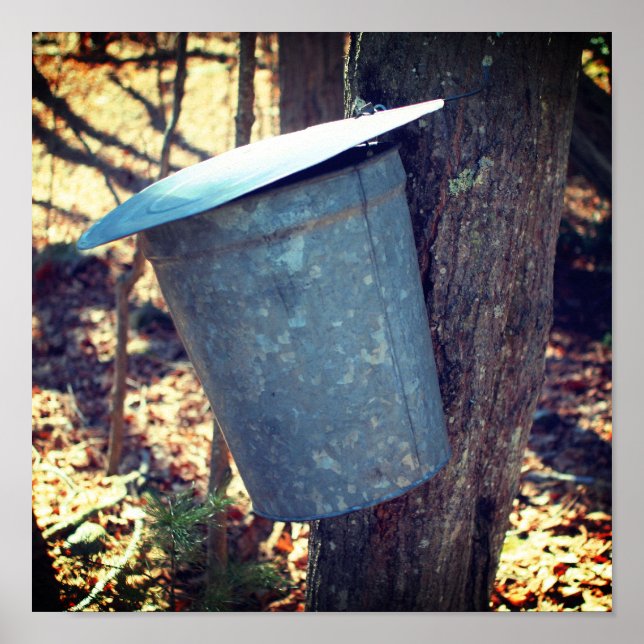 Maple Syrup Sugar Sap Bucket On Tree  Poster (Front)