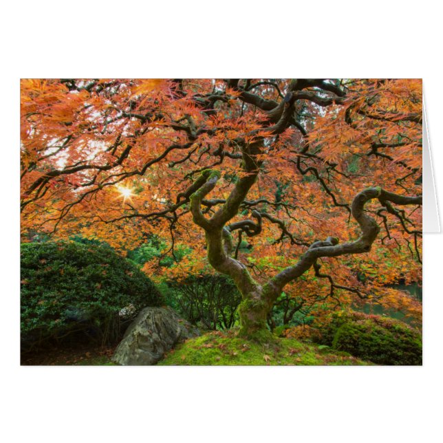Maple Tree At The Japanese Gardens In Autumn (Front Horizontal)