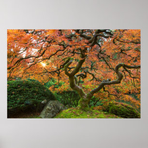 Maple Tree At The Japanese Gardens In Autumn Poster