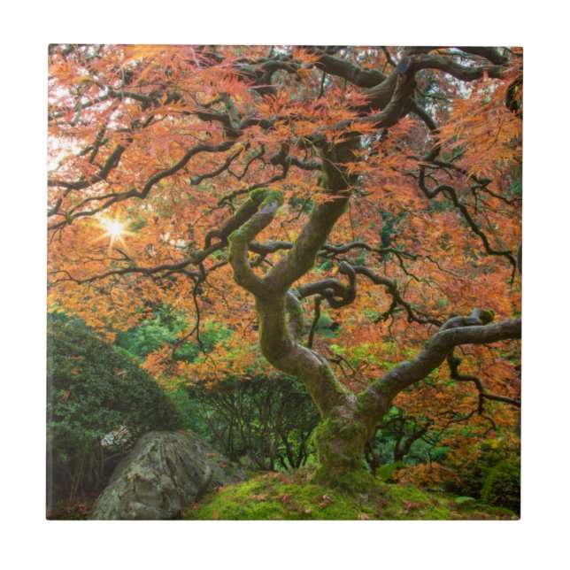 Maple Tree At The Japanese Gardens In Autumn Tile (Front)