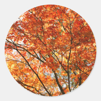 Maple tree foliage classic round sticker