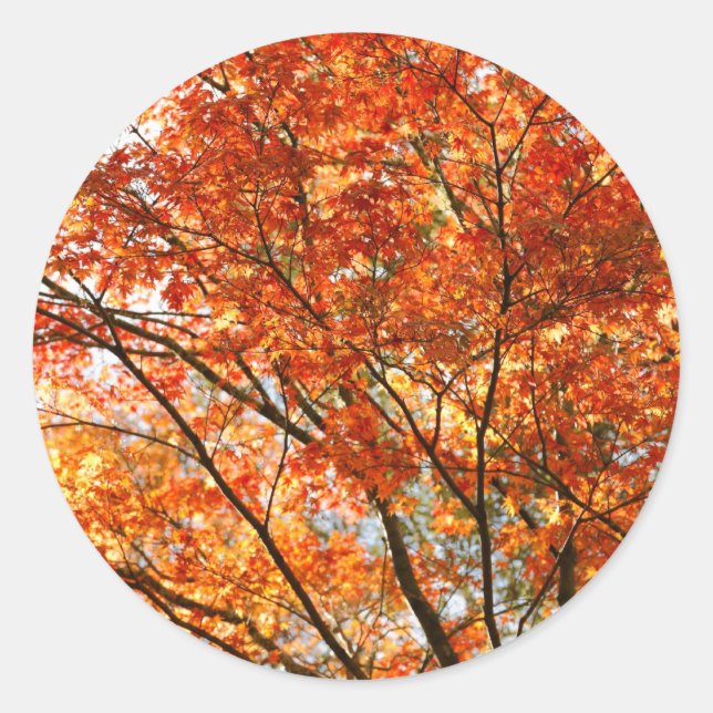 Maple tree foliage classic round sticker (Front)