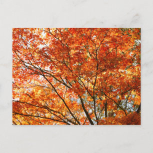 Maple tree foliage postcard