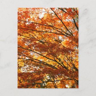 Maple tree foliage postcard