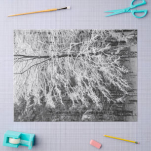 Maple Tree Outlined In Snow Tissue Paper