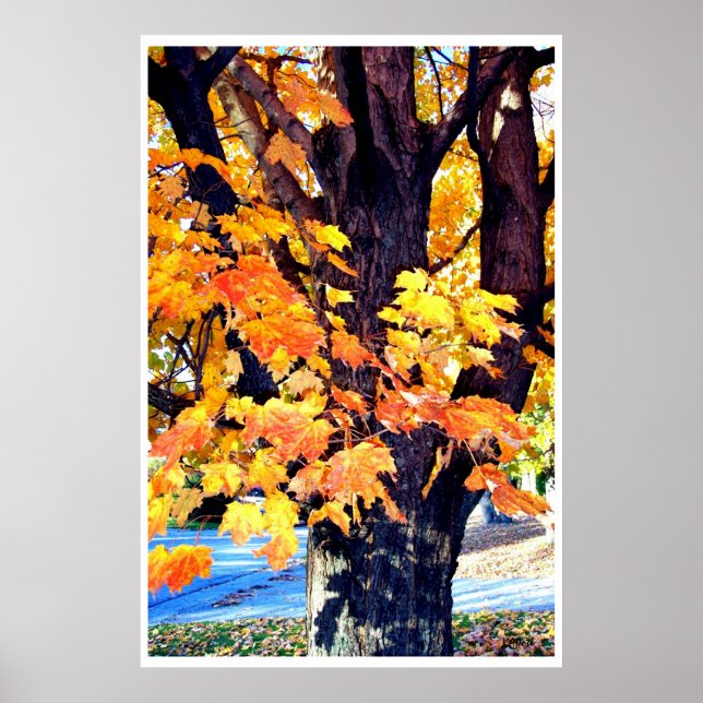 Maple Tree Poster (Front)