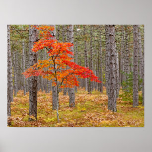 Maple Tree with Autumn Colors Poster