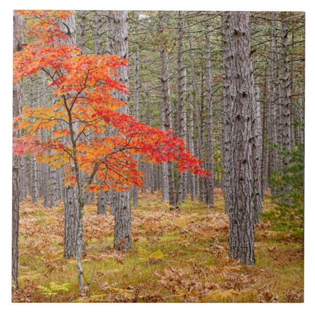 Maple Tree with Autumn Colors Tile (Front)