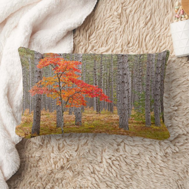 Maple Tree with Autumn Colours Lumbar Cushion (Blanket)