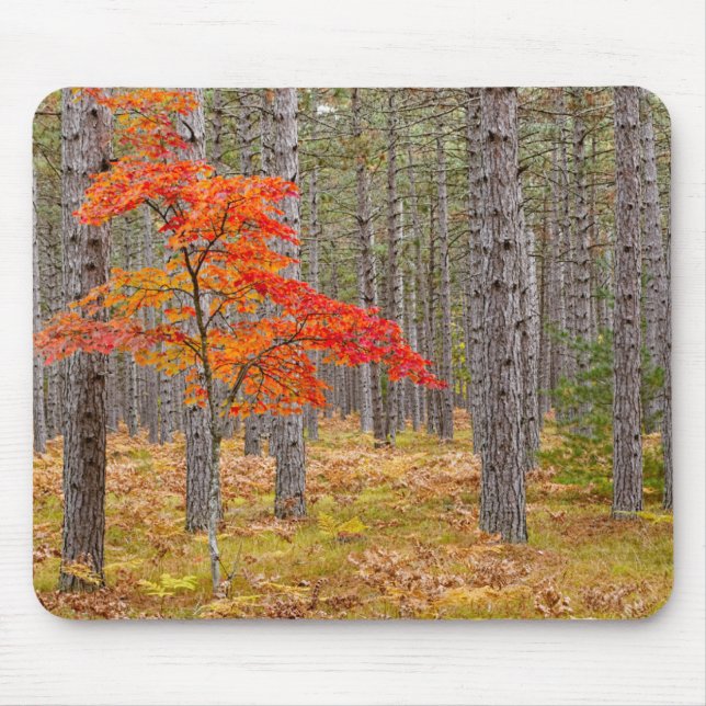 Maple Tree with Autumn Colours Mouse Pad (Front)