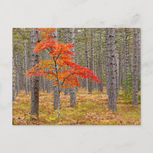 Maple Tree with Autumn Colours Postcard
