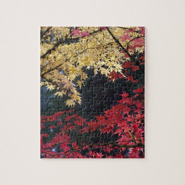 Maple trees in autumn colour jigsaw puzzle (Vertical)