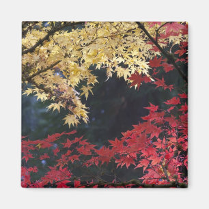 Maple trees in autumn colour magnet