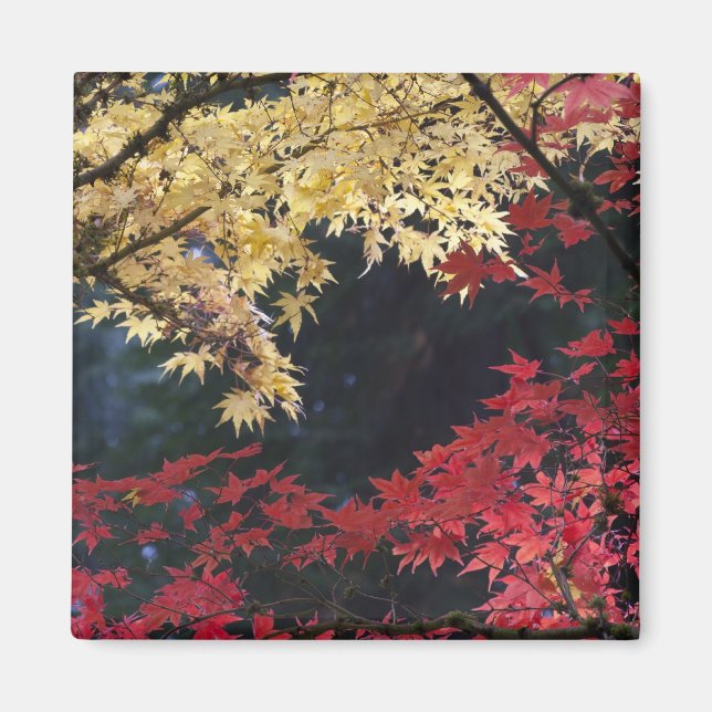 Maple trees in autumn colour magnet (Front)