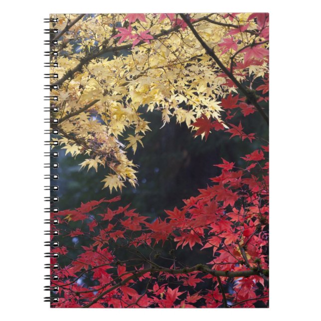 Maple trees in autumn colour spiral notebook (Front)