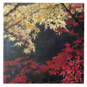 Maple trees in autumn colour tile