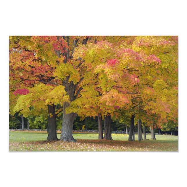 Maple trees in autumn colours, near Concord, Photo Print (Front)