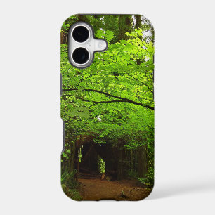 Maple Trees in Redwood Forest