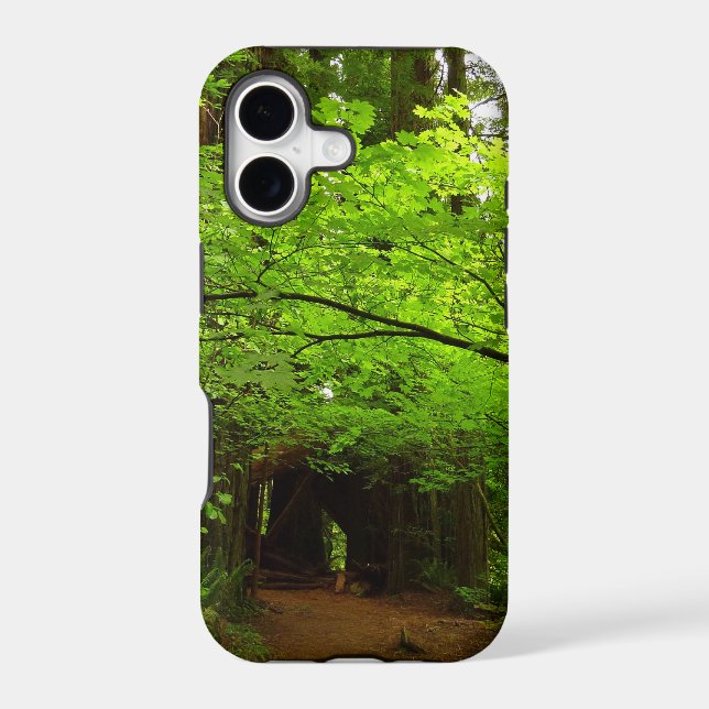 Maple Trees in Redwood Forest (Back)