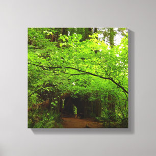 Maple Trees in Redwood Forest Canvas Print