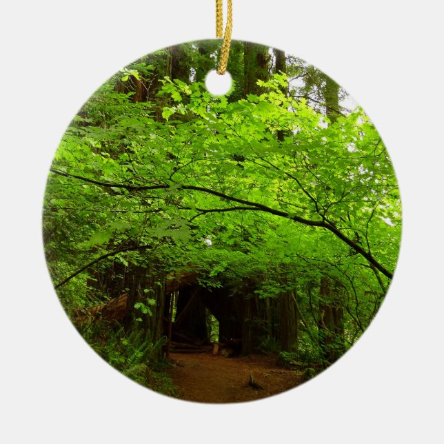 Maple Trees in Redwood Forest Ceramic Tree Decoration (Front)