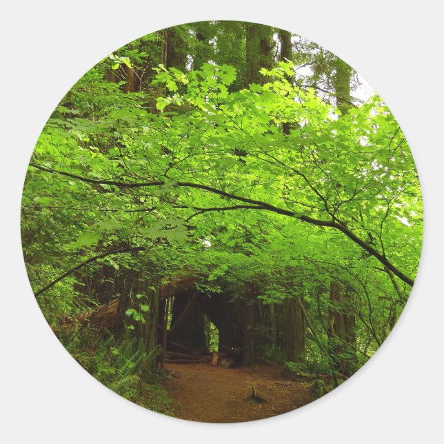 Maple Trees in Redwood Forest Classic Round Sticker (Front)