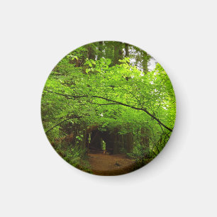 Maple Trees in Redwood Forest Magnet