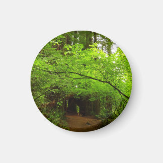 Maple Trees in Redwood Forest Magnet