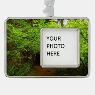 Maple Trees in Redwood Forest Silver Plated Framed Ornament