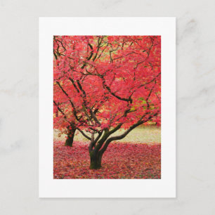 Maple Trees Postcard