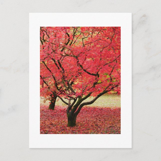 Maple Trees Postcard (Front)