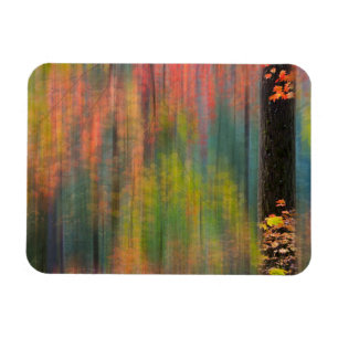 Maple Trees   Silver Falls State Park Magnet