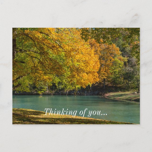 Maple Umbrella Over Dogwood Creek Postcard (Front)