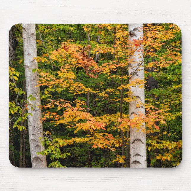 Maple & White Birch | White Mountains, NH Mouse Pad (Front)