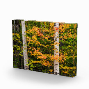 Maple & White Birch   White Mountains, NH Photo Block