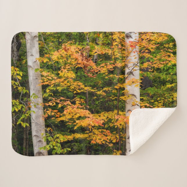 Maple & White Birch | White Mountains, NH Sherpa Blanket (Front (Horizontal))