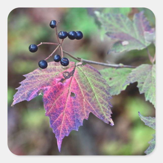 Mapleleaf Viburnum Autumn Leaves and Berries Square Sticker (Front)