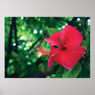 Mar Pacifico Flower 28" x 20" Poster