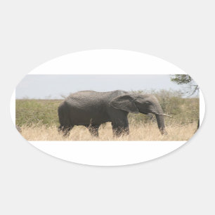 mara elephant oval sticker