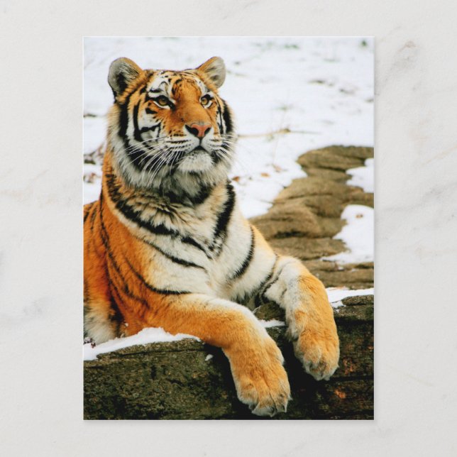 - Mara - Postcard (Front)