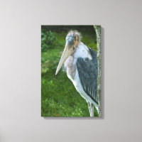 Marabou
