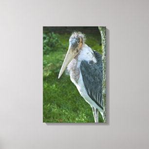 Marabou Canvas Print