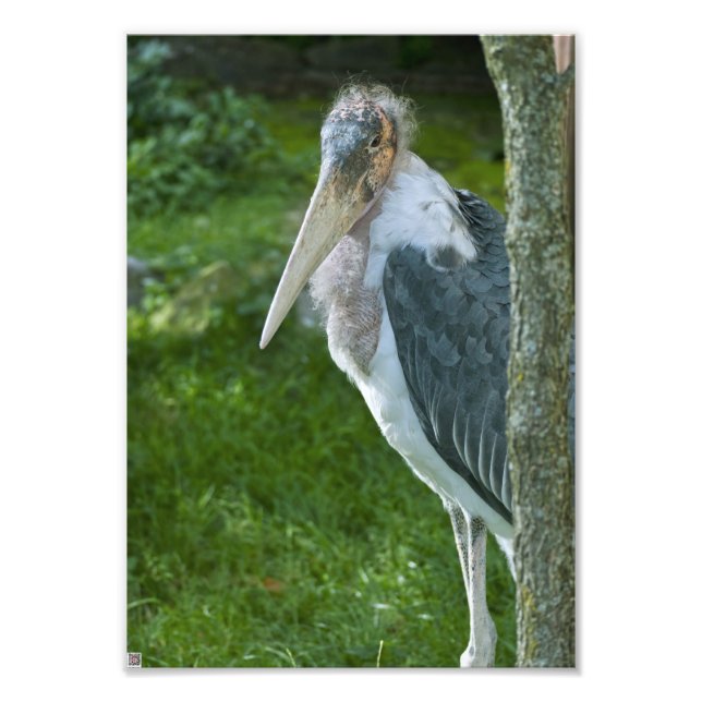 Marabou Photo Print (Front)