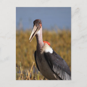 Marabou Postcard