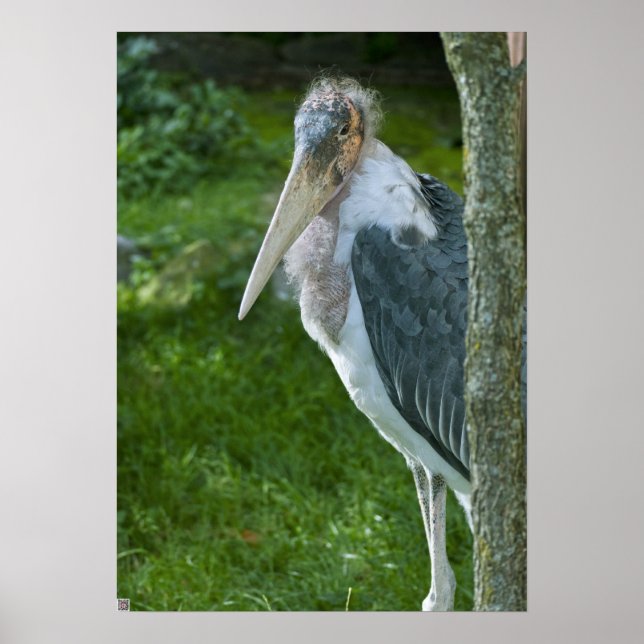 Marabou Poster (Front)