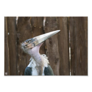 Marabou Stork Photo Print