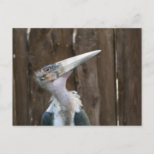 Marabou Stork Postcard