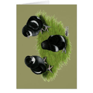 Marans Black Copper Chicks