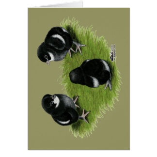 Marans Black Copper Chicks